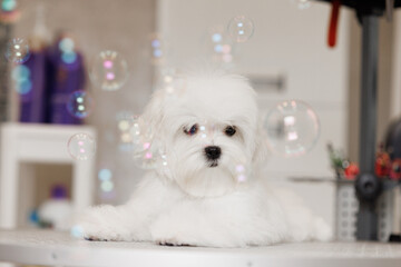 Cute white Maltese dog in a beauty salon for dogs on grooming procedures.