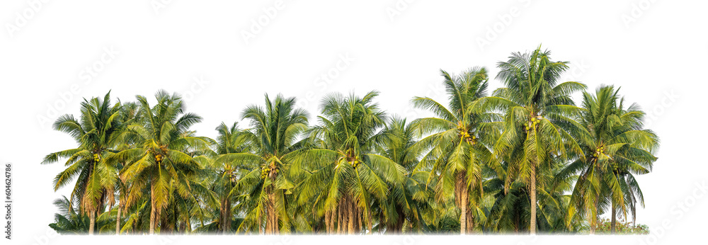 Aufkleber Palm trees in summer on transparent  background with clipping path and alpha channel.