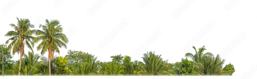Poster Palm trees in summer on transparent  background with clipping path and alpha channel.