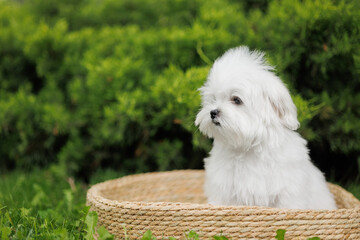 Cute white Maltese dog walks and rests in nature.