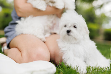 Cute white Maltese dog walks and rests in nature. Beloved pet in the hands of a person.