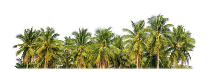 Palm trees in summer on transparent  background with clipping path and alpha channel.