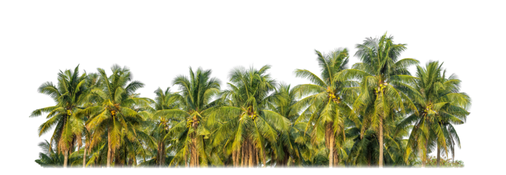 Palm trees in summer on transparent  background with clipping path and alpha channel.