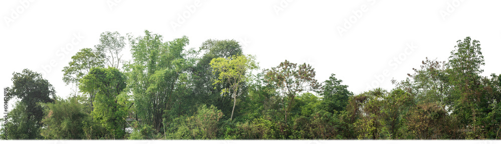 Poster Green trees isolated on transparent background.are Forest and foliage in summer for both printing and web pageswith cut path and alpha channel.