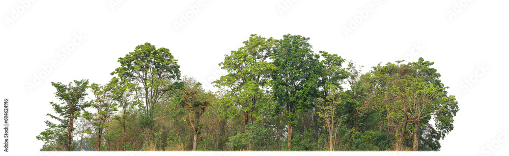 Poster Green trees isolated on transparent background.are Forest and foliage in summer for both printing and web pageswith cut path and alpha channel.