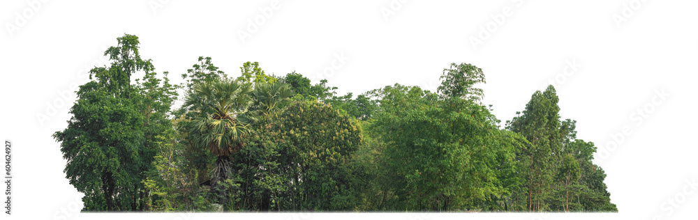 Poster green trees isolated on transparent background.are forest and foliage in summer for both printing an