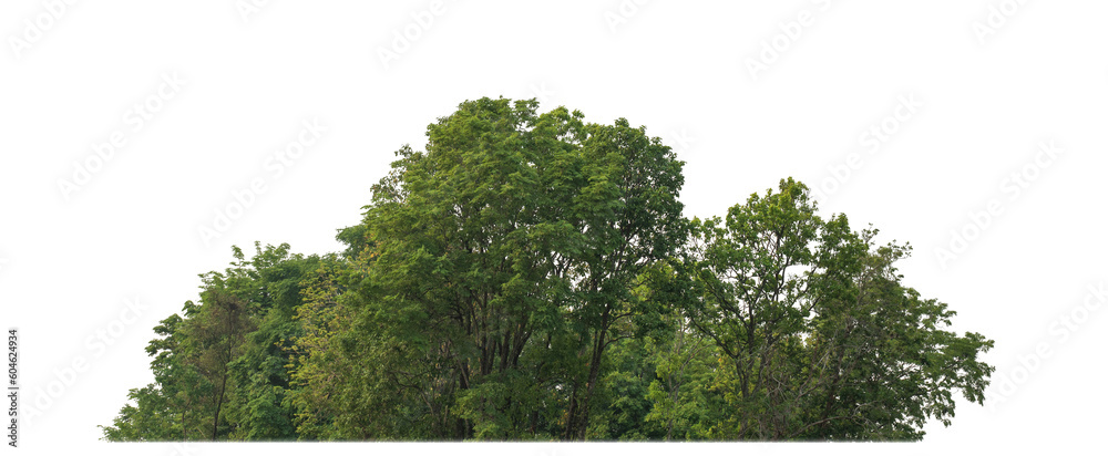 Aufkleber Green trees isolated on transparent background.are Forest and foliage in summer for both printing and web pageswith cut path and alpha channel.