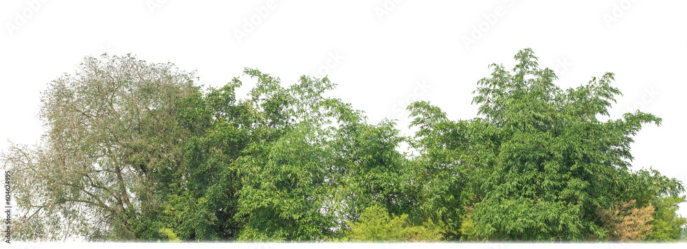 Poster Green trees isolated on transparent background.are Forest and foliage in summer for both printing and web pageswith cut path and alpha channel.
