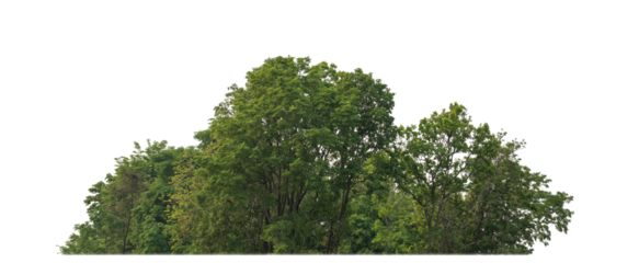 Green trees isolated on transparent background.are Forest and foliage in summer for both printing and web pageswith cut path and alpha channel.