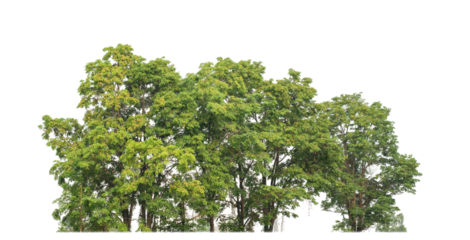 Green trees isolated on transparent background.are Forest and foliage in summer for both printing and web pageswith cut path and alpha channel.