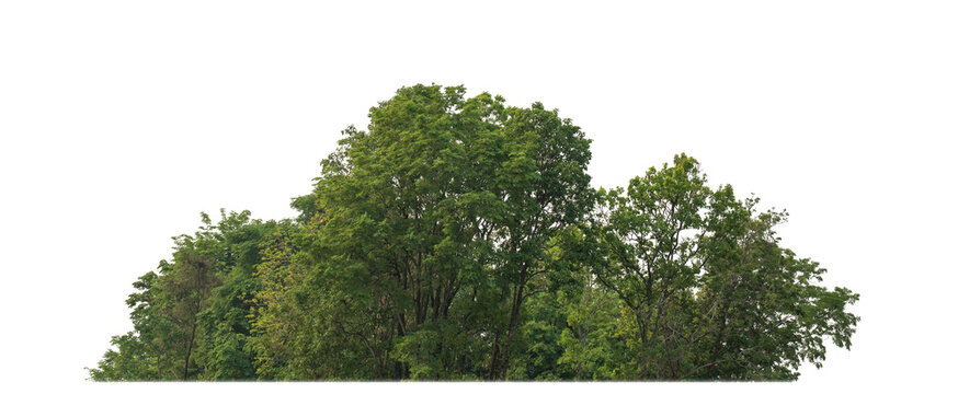 Green trees isolated on transparent background.are Forest and foliage in summer for both printing and web pageswith cut path and alpha channel.