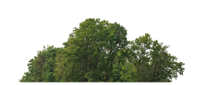 Green trees isolated on transparent background.are Forest and foliage in summer for both printing and web pageswith cut path and alpha channel.