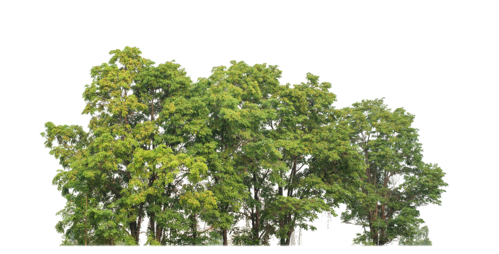Green trees isolated on transparent background.are Forest and foliage in summer for both printing and web pageswith cut path and alpha channel.