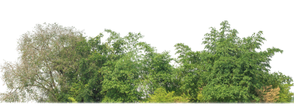 Green trees isolated on transparent background.are Forest and foliage in summer for both printing and web pageswith cut path and alpha channel.