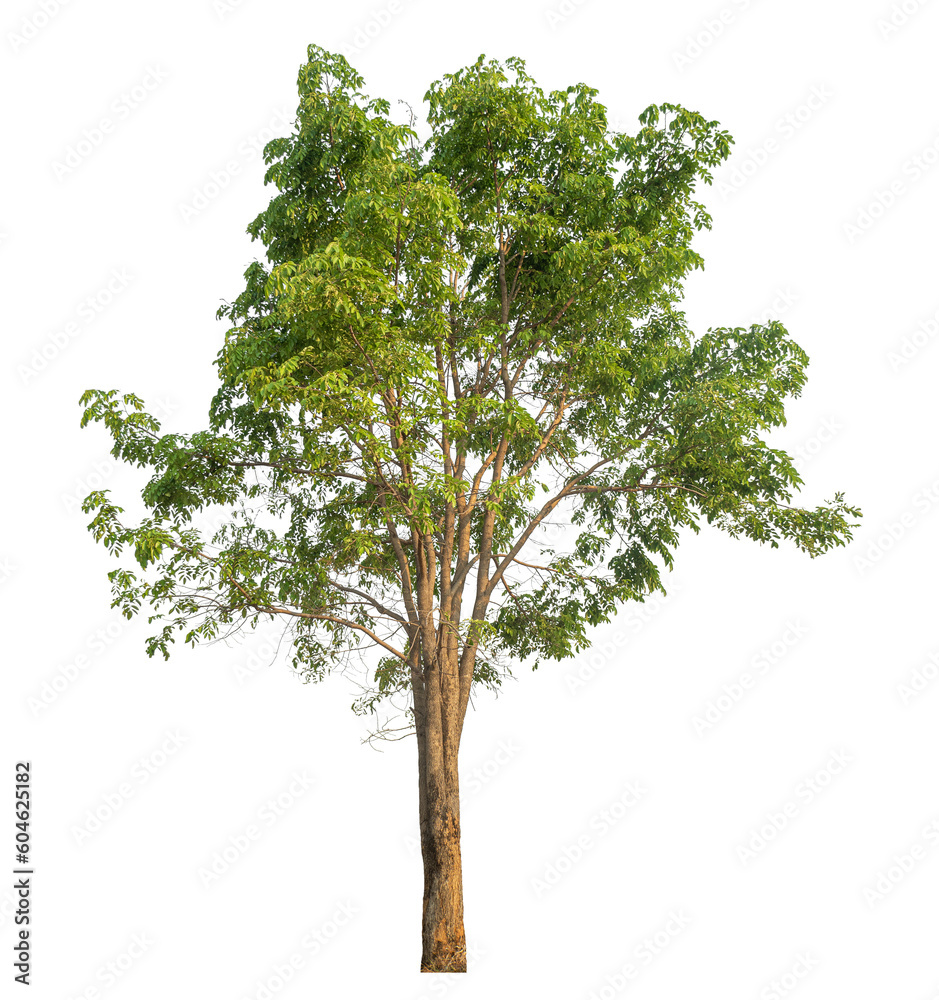 Poster Green tree isolated on transparent background with clipping path and alpha channel.