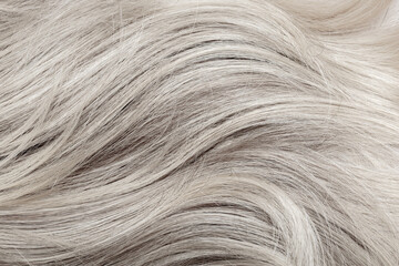 Blond hair close-up as a background. Women's long blonde hair. Beautifully styled wavy shiny curls....
