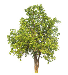 Fototapeta premium Green tree isolated on transparent background with clipping path and alpha channel.