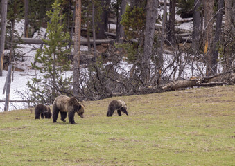 Naklejka na ściany i meble Grizzly Bear Sow and Cubs in Springtime