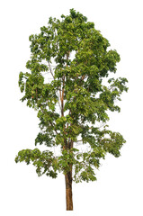 Fototapeta premium Green tree isolated on transparent background with clipping path and alpha channel.