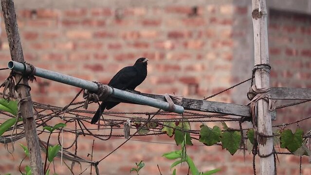 Indian koel bird or Indian black cuckoo sitting in the garden calling in melodious tune. It is mostly seen during spring season. Cuckoo mating call or song.