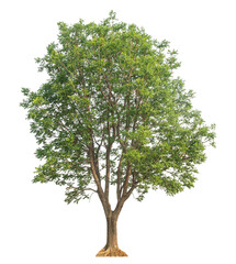Fototapeta premium Green tree isolated on transparent background with clipping path and alpha channel.