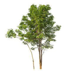 Obraz premium Green tree isolated on transparent background with clipping path and alpha channel.