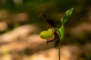 Obuwik Pospolity - storczyk dziko rosnący w polskich lasach