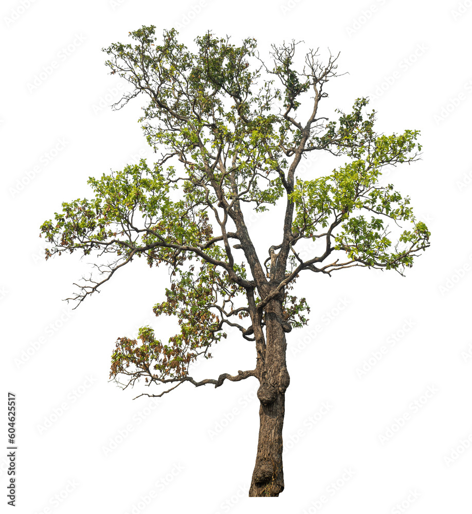 Aufkleber Green tree isolated on transparent background with clipping path and alpha channel..
