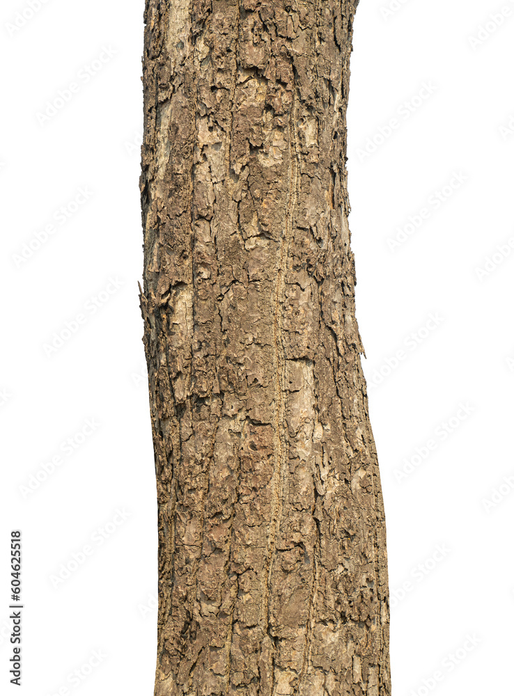Poster Trunk of a tree Isolated On transparent Background...