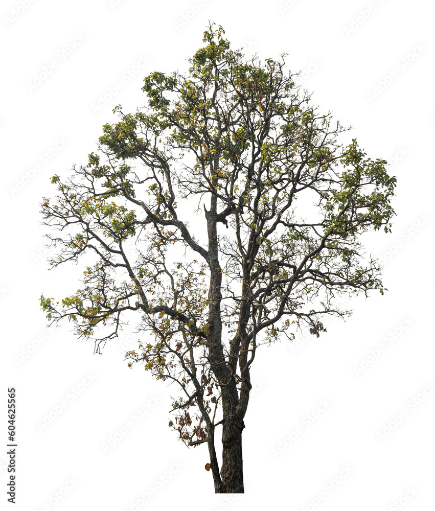 Poster Green tree isolated on transparent background with clipping path and alpha channel.