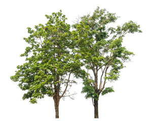 Obraz premium Green tree isolated on transparent background with clipping path and alpha channel.