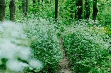 Footpath in peaceful forest, lush with trees and flowering shrubs