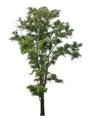 Fototapeta premium Green tree isolated on transparent background with clipping path and alpha channel..