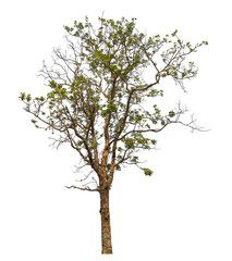 Obraz premium Green tree isolated on transparent background with clipping path and alpha channel.