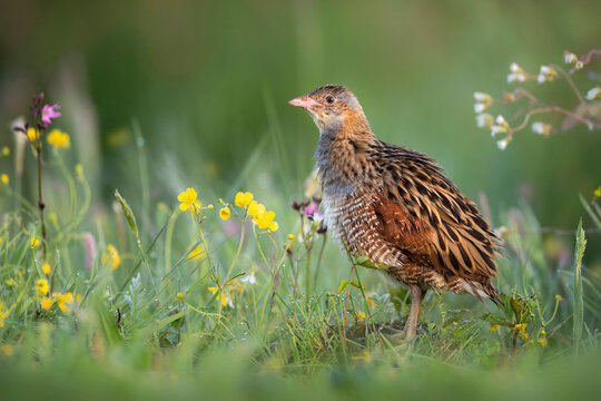 Corn crake bird ( Crex crex )