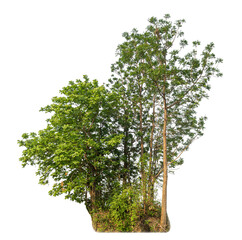 Fototapeta premium Green tree isolated on transparent background with clipping path and alpha channel.