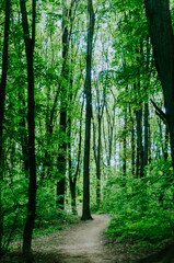 Fototapeta premium Footpath in peaceful old-growth forest with lush green foliage, tall trees and majestic tree trunks