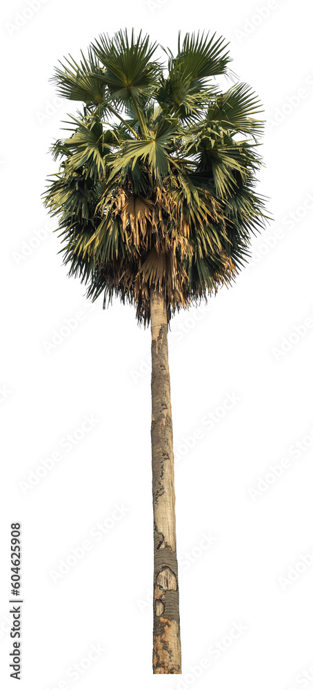 Poster sugar palm isolated on transparent background with clipping path and alpha channel..