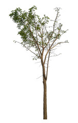 Green tree isolated on transparent background with clipping path and alpha channel.