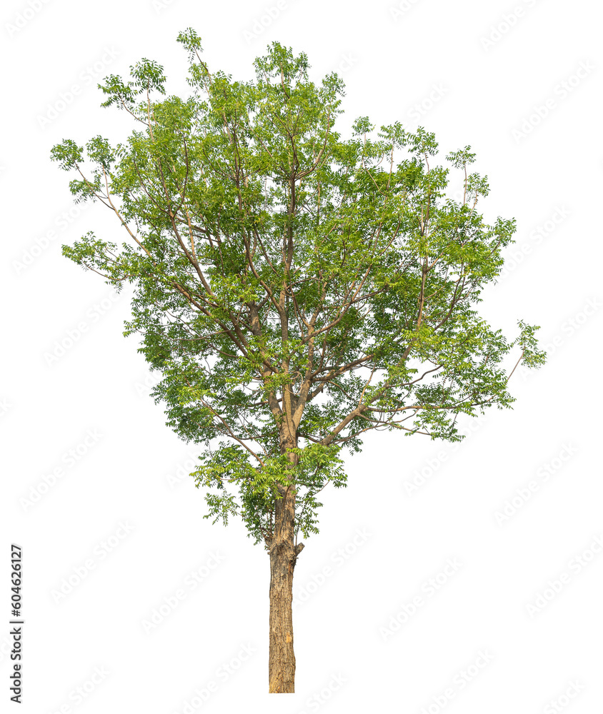 Leinwandbilder Green tree isolated on transparent background with clipping path and alpha channel.