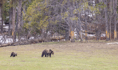 Obraz na płótnie Canvas Grizzly Bear Sow and Cubs in Springtime
