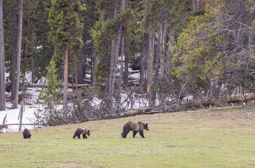 Grizzly Bear Sow and Cubs in Springtime
