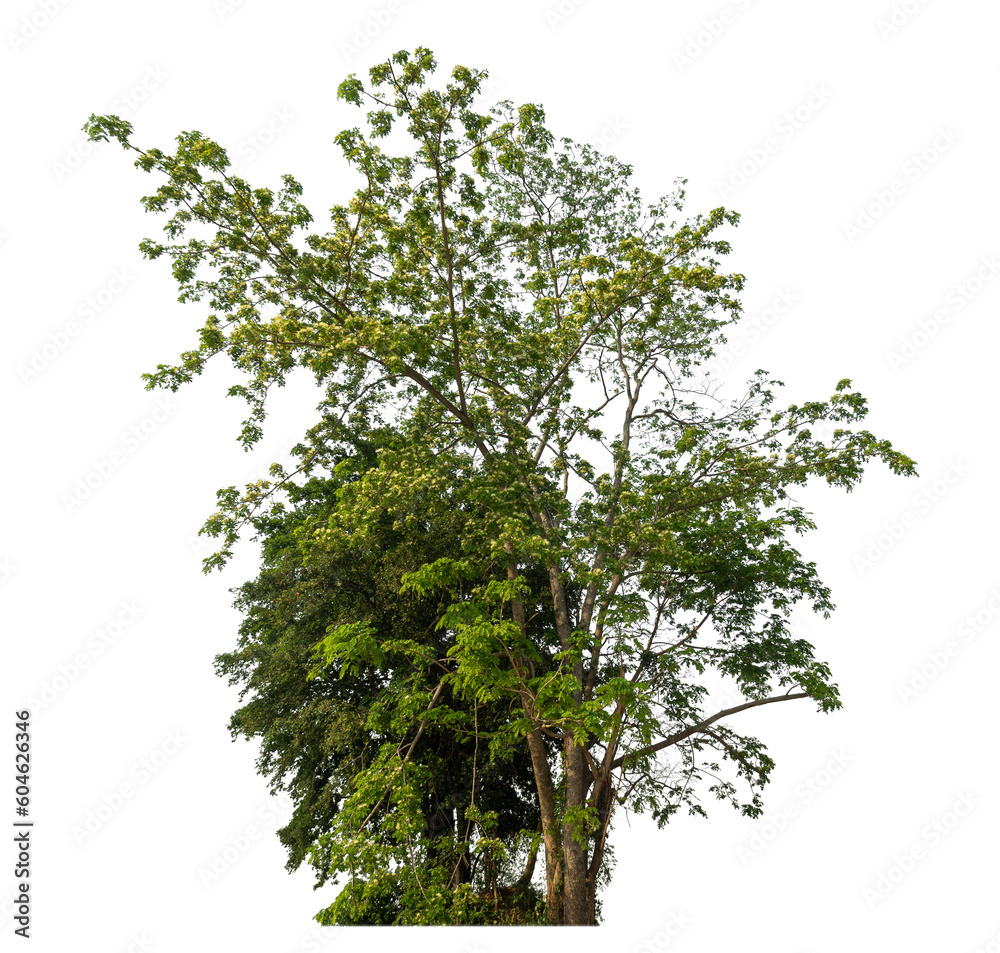 Poster Green tree isolated on transparent background with clipping path and alpha channel.
