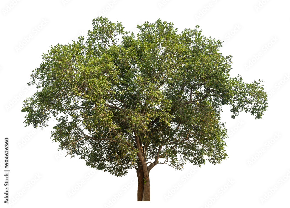 Aufkleber Green tree isolated on transparent background with clipping path and alpha channel.