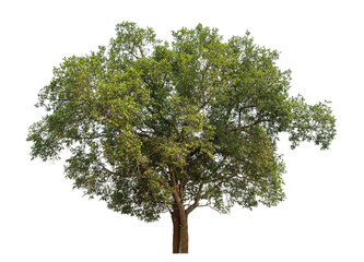 Green tree isolated on transparent background with clipping path and alpha channel.