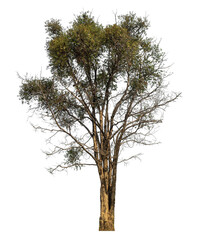 tree isolated on transparent background with clipping path and alpha channel.