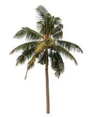 Fototapeta na wymiar coconut tree isolated on transparent background with clipping path and alpha channel..