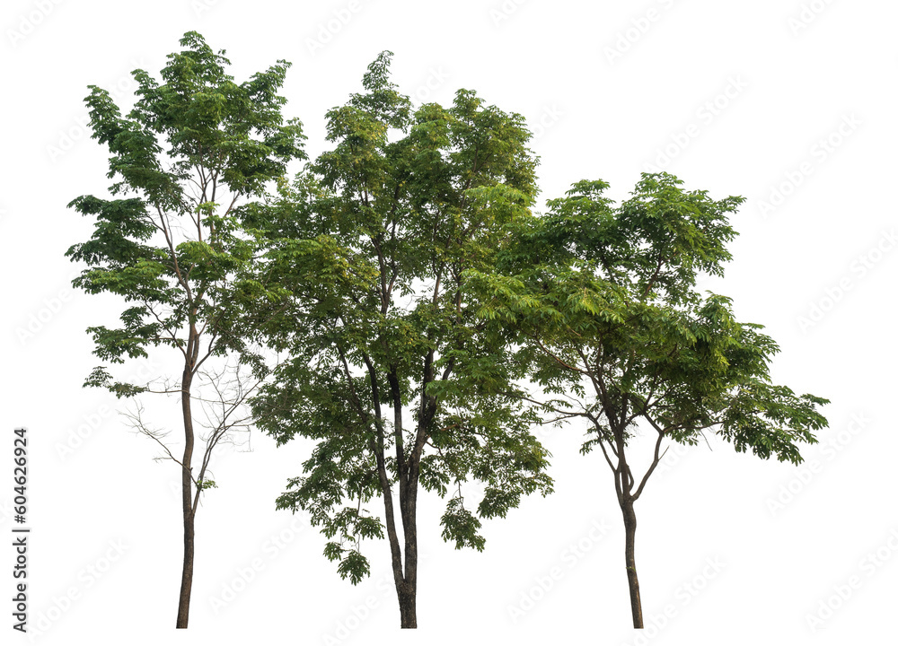 Poster Green tree isolated on transparent background with clipping path and alpha channel.