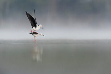 The mating season, black winged stilt male and female in love (Himantopus himantopus)