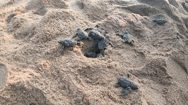 Olive Ridley sea turtle hatchlings crawling out of sand nest for journey towards the sea. Baby sea turtles walking on beach sand.